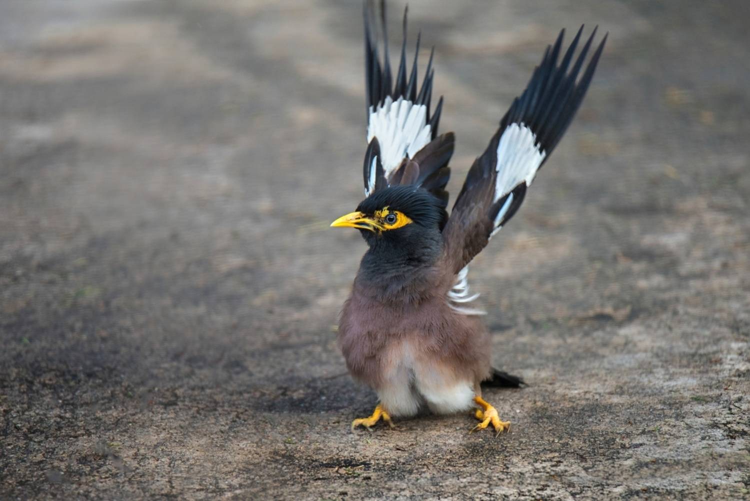 , Людмила Бекман