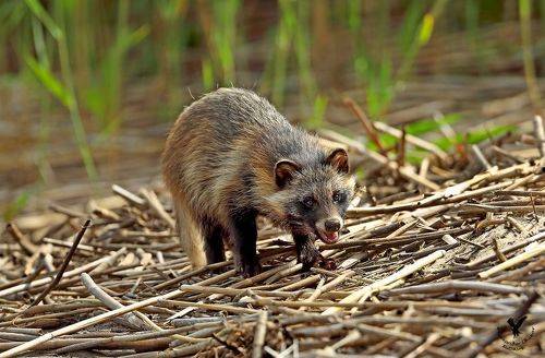 Щенок енотовидной собаки.