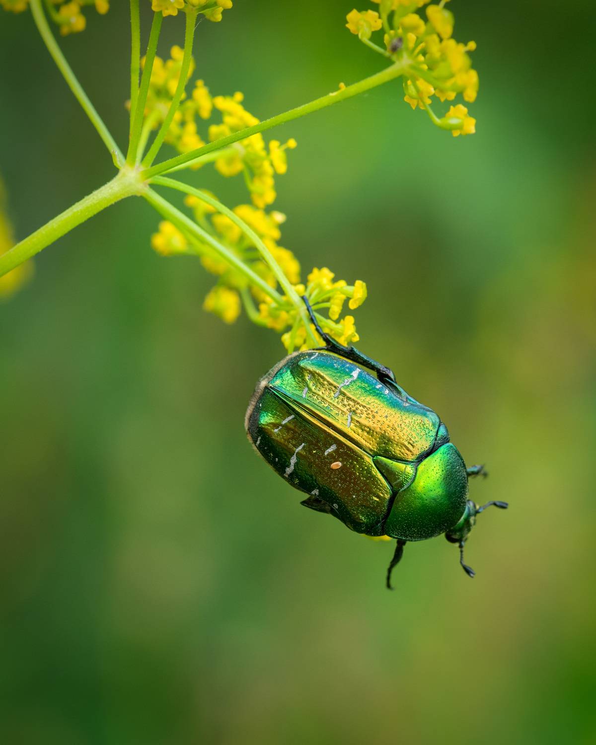 , Рагинская Ольга