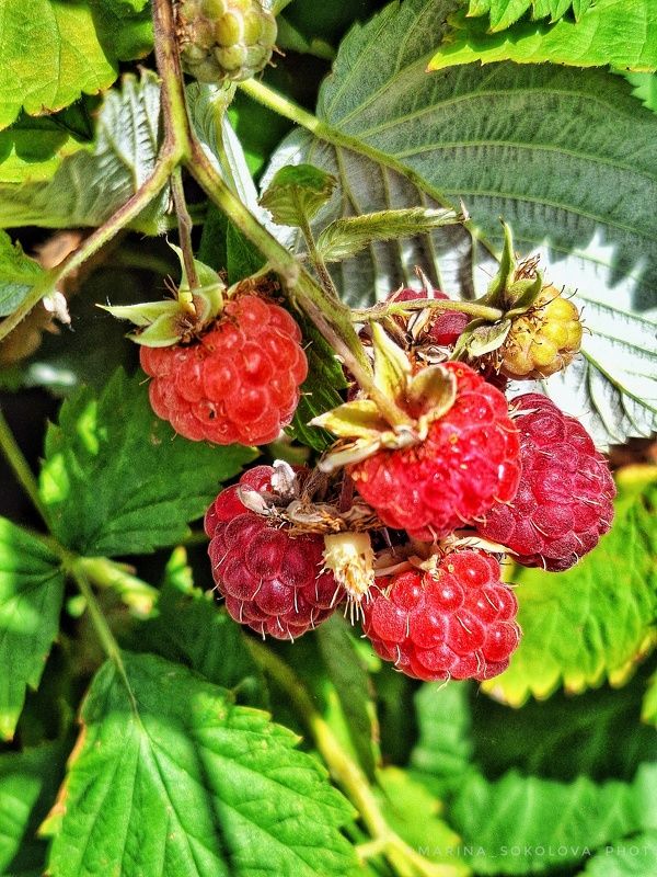 фото превью