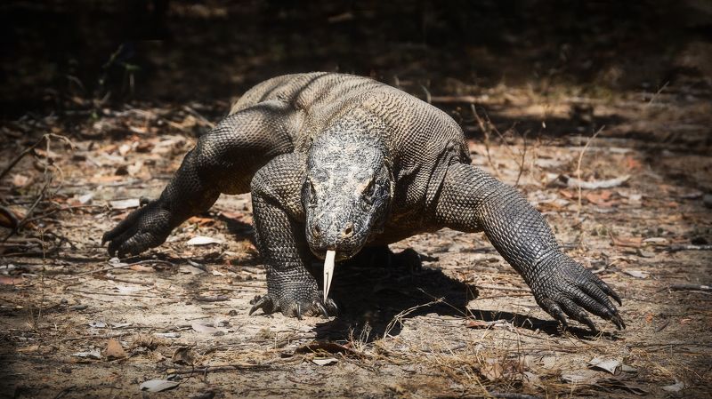 Bronze dragon фото превью