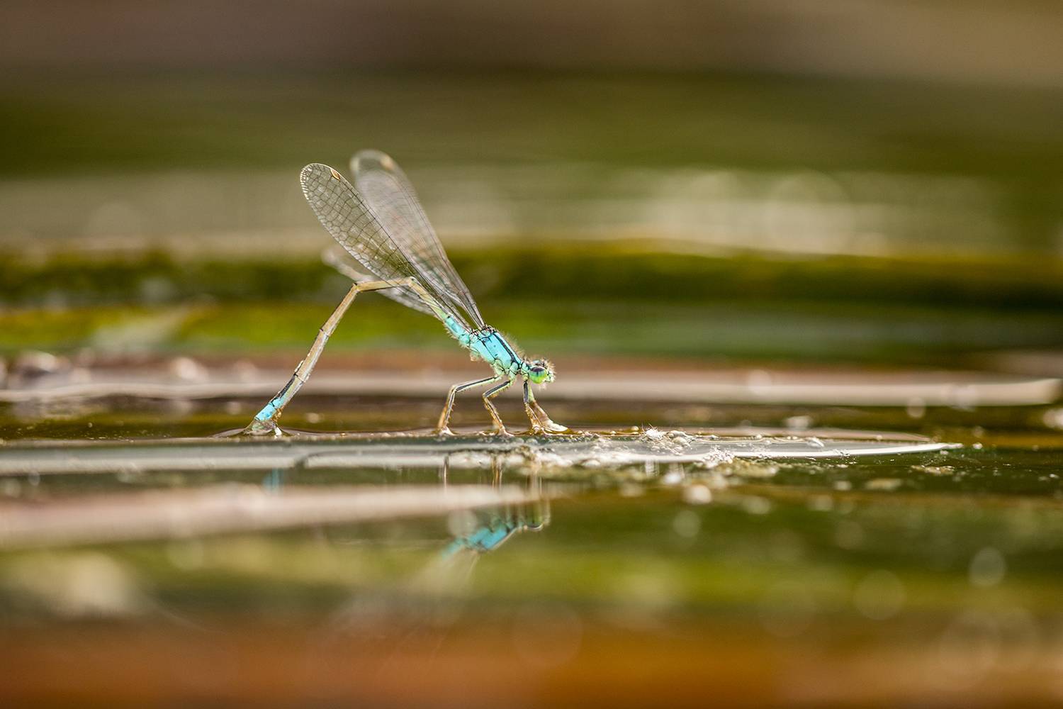 , Илья Михеев