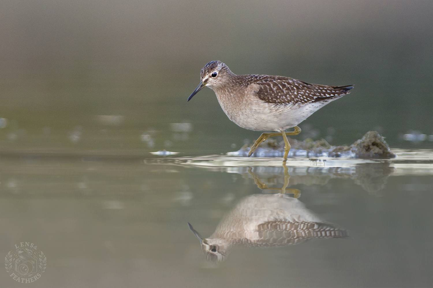 , Евгени Стефанов