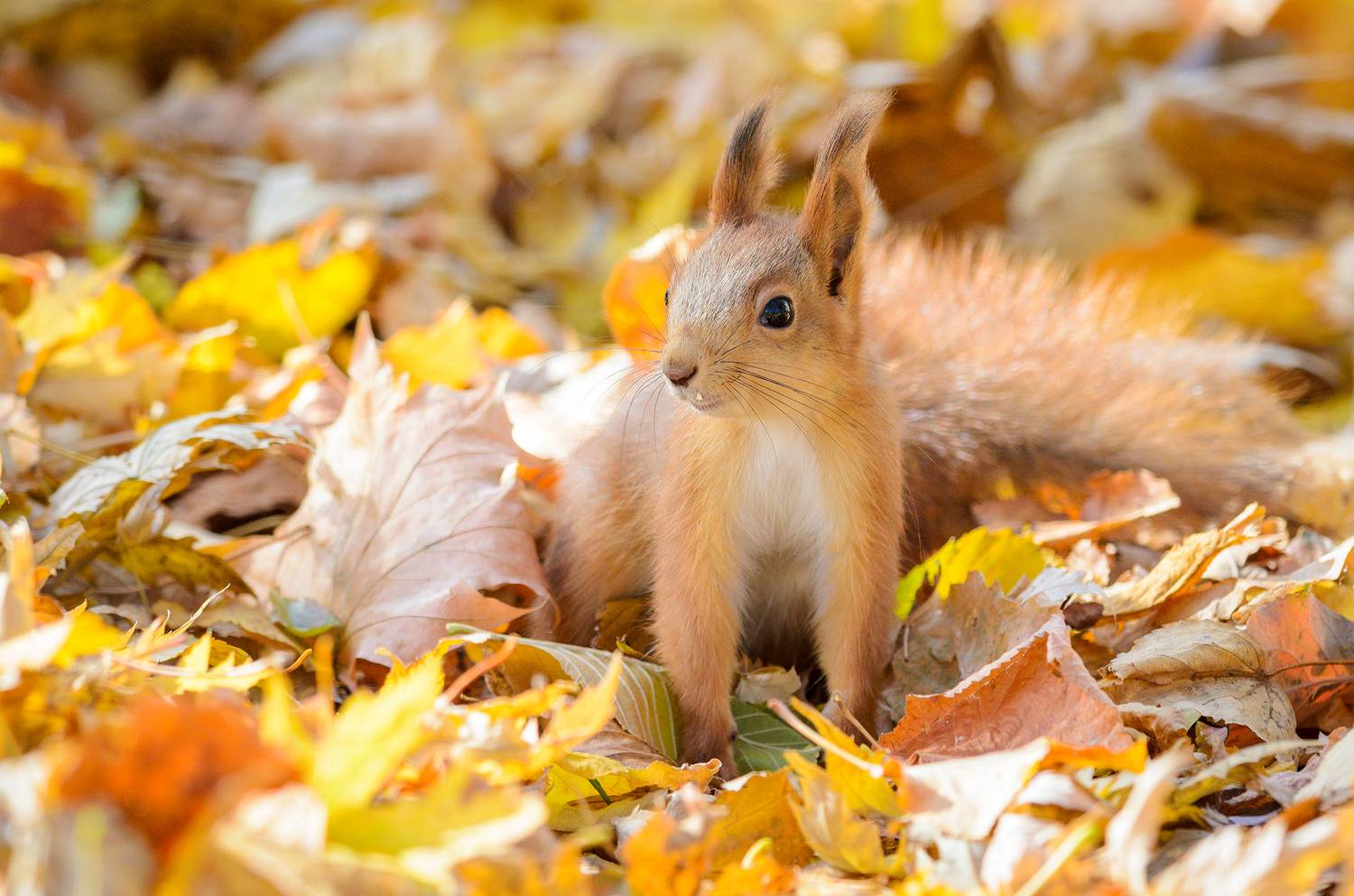 #белка, Александр Добыш