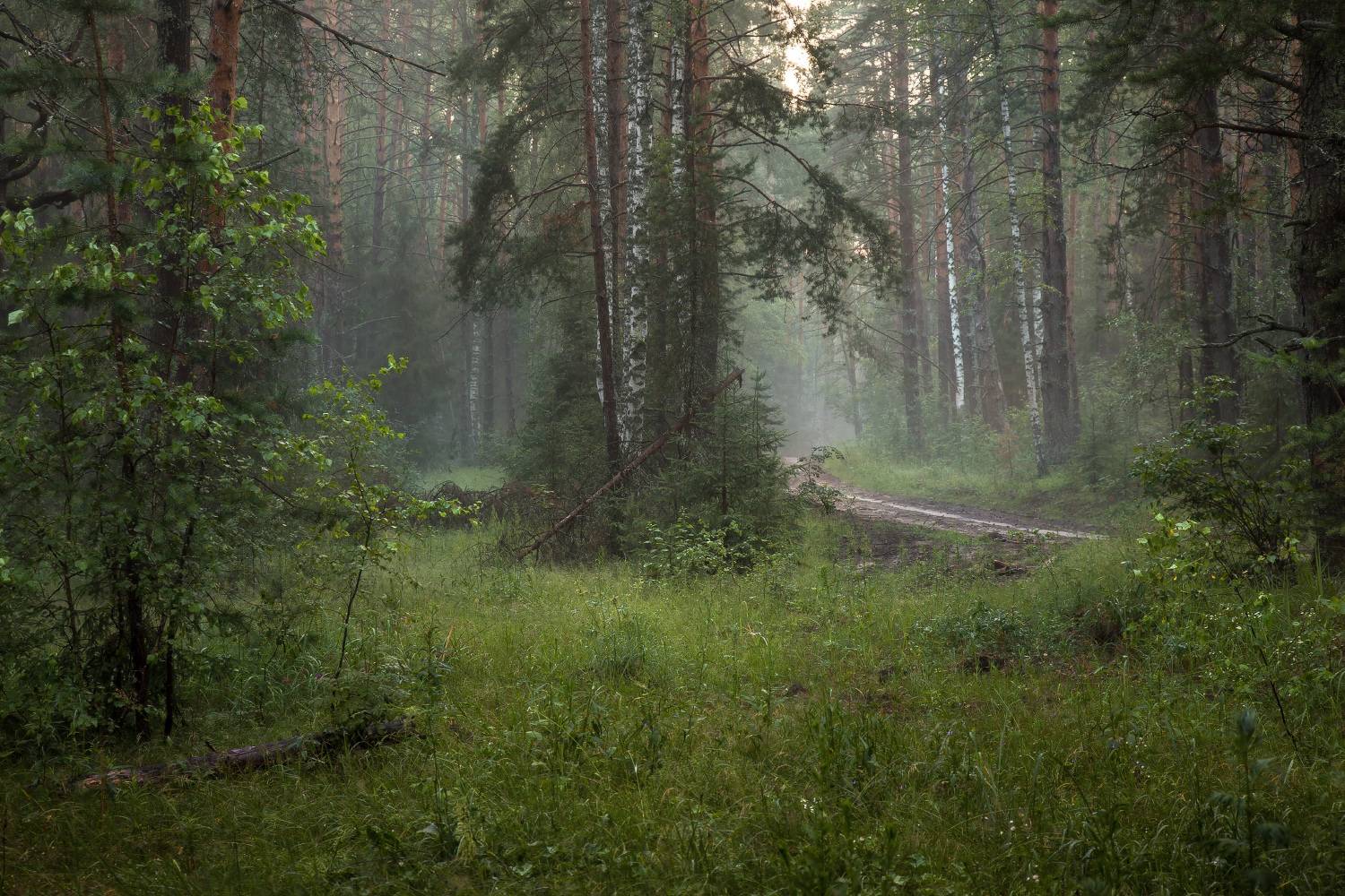 вечер туман лес дорога серково, Алексеев Дмитрий