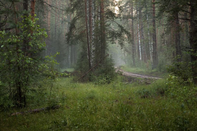 вечер туман лес дорога серково После дождя фото превью