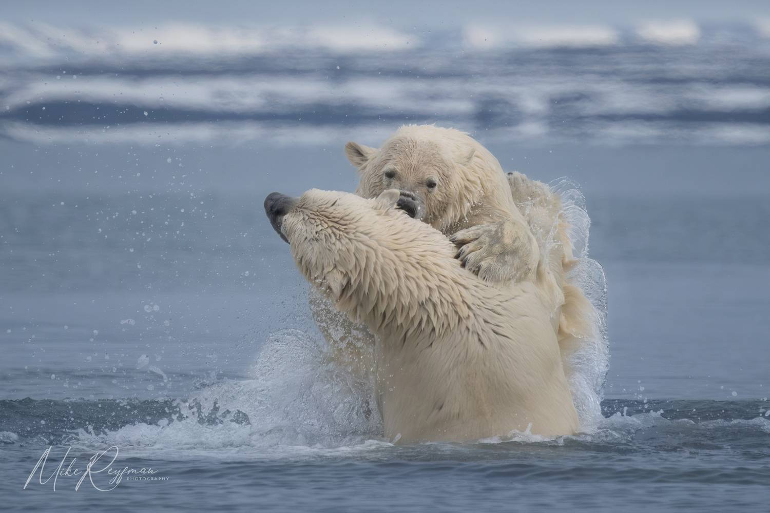, Майк Рейфман
