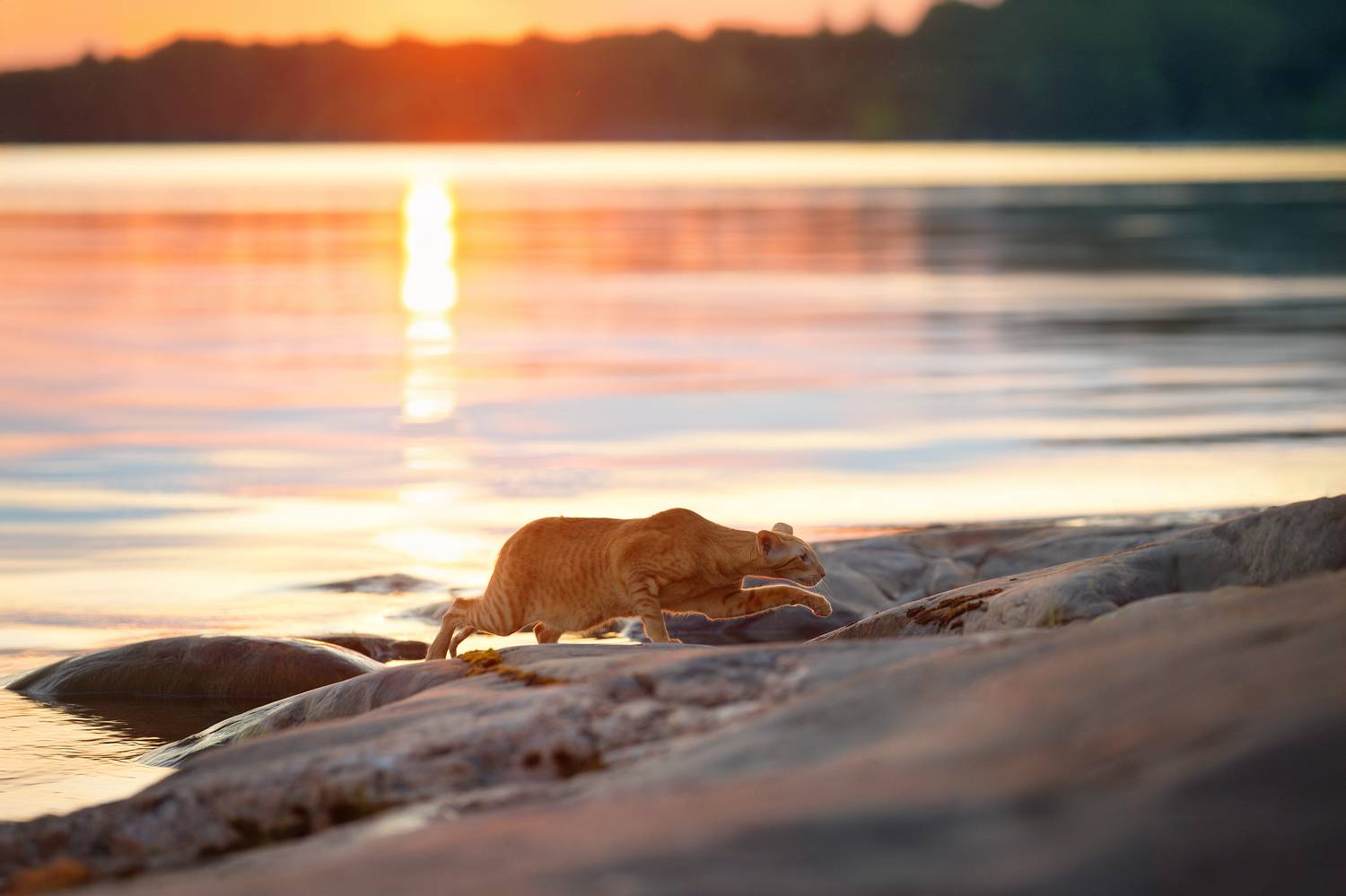 , Светлана Писарева
