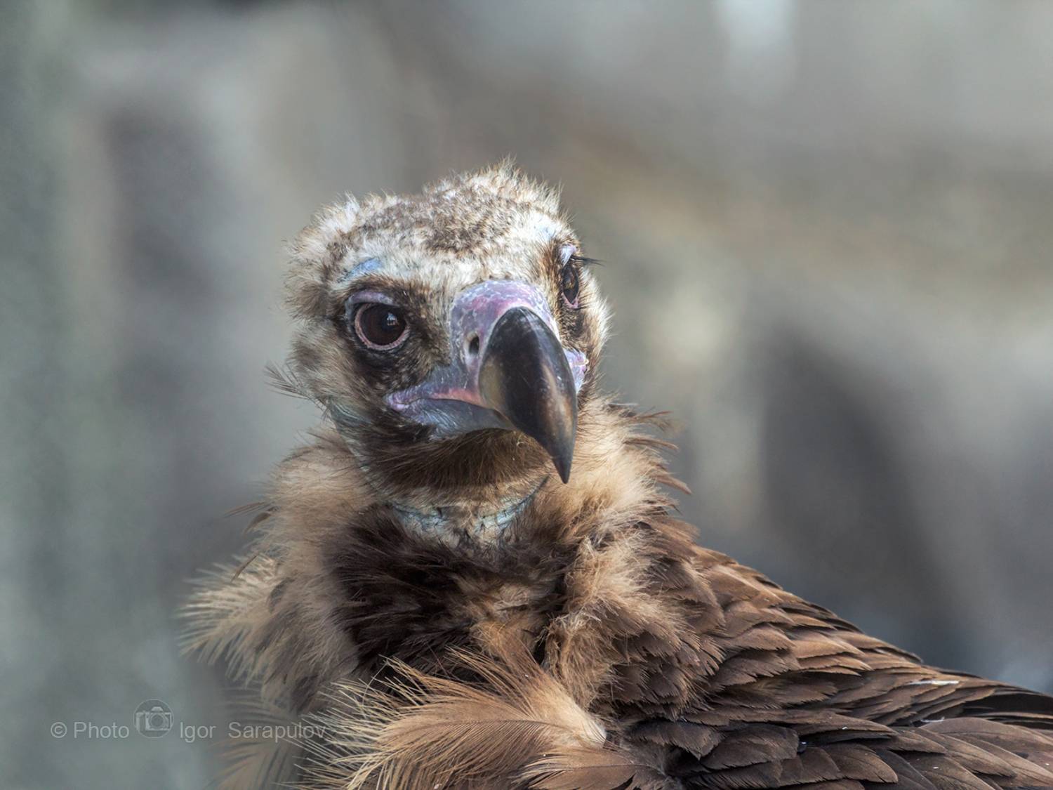 чёрный гриф, хищная птица, фотоохота, ресницы, клюв, глаза, взгляд, бурый гриф, анималистика, kwanon photo, canon photo, aegypius monachus, Сарапулов Игорь