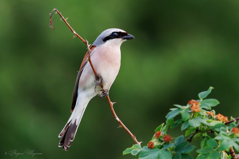 Обоятельный мясник фото превью