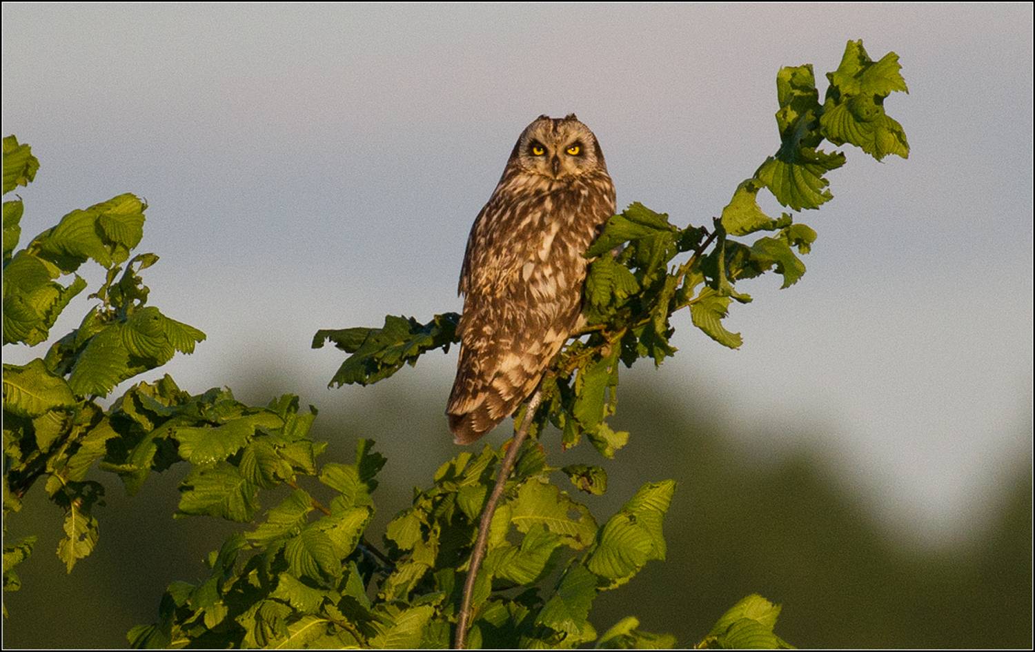 м.о. канстантиново, утро, болотная сова., АНАТОЛИЙ ДОВЫДЕНКО
