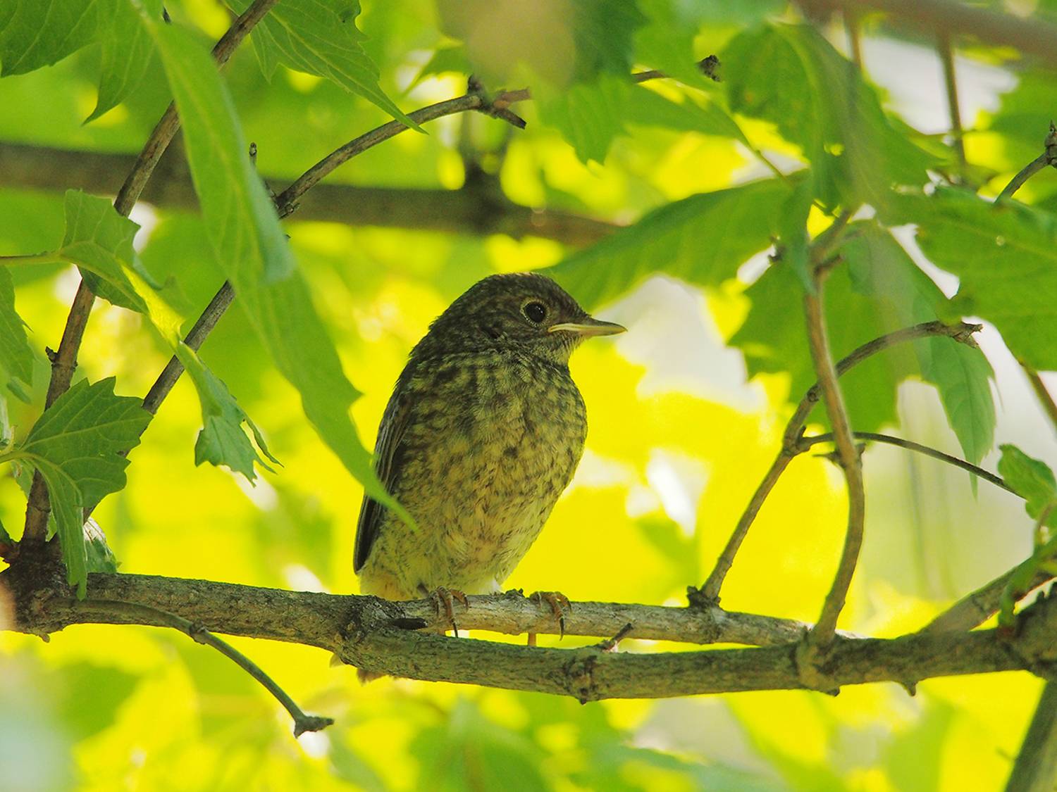 , Тришин Виктор