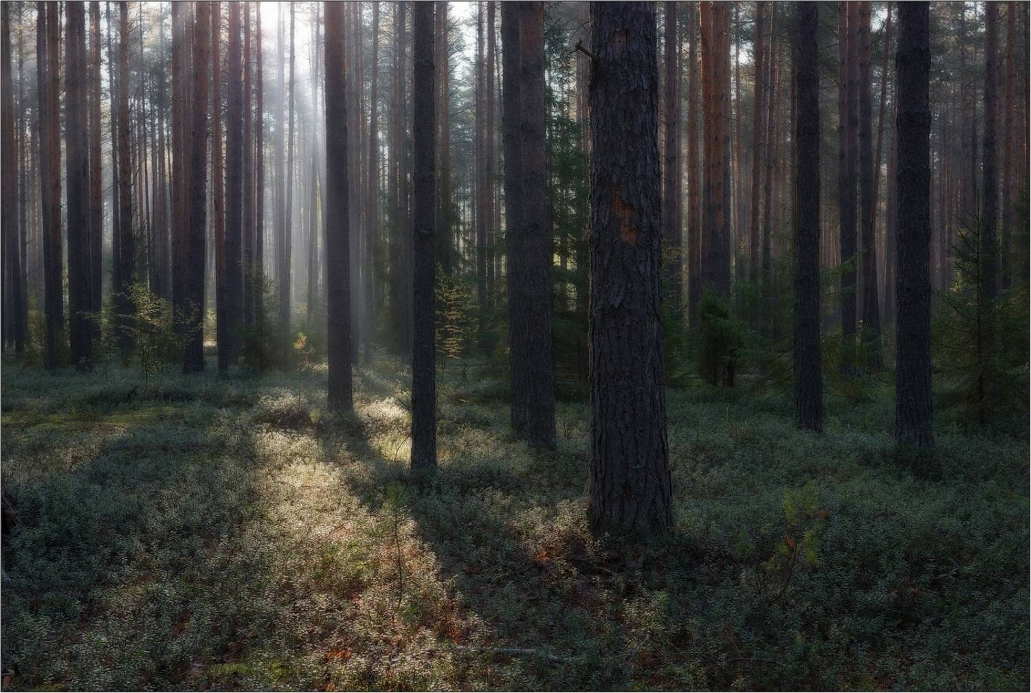 утро, рассвет, туман, бор. сосны, стволы, свет, раннее,, Игорь Петров