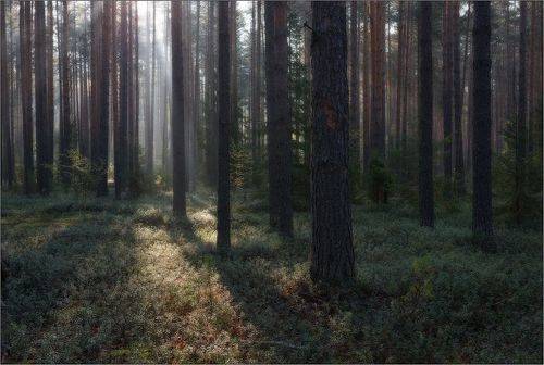 Утро в сосновом бору.