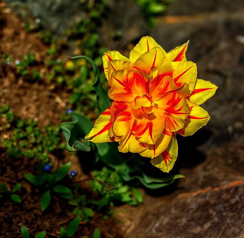 Мартовский тюльпан фото превью