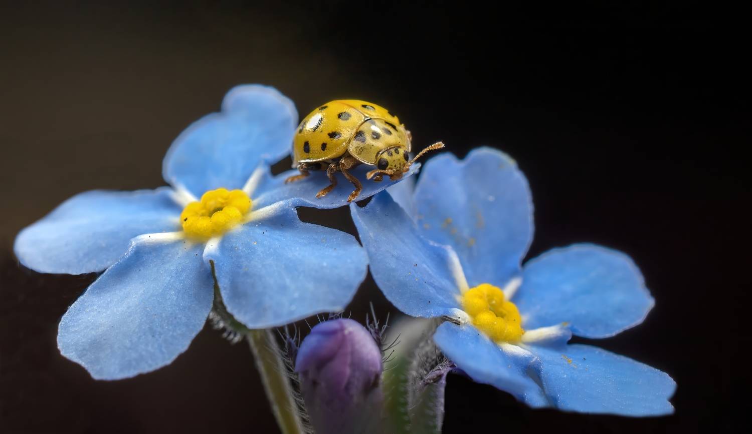, Людмила Железнова