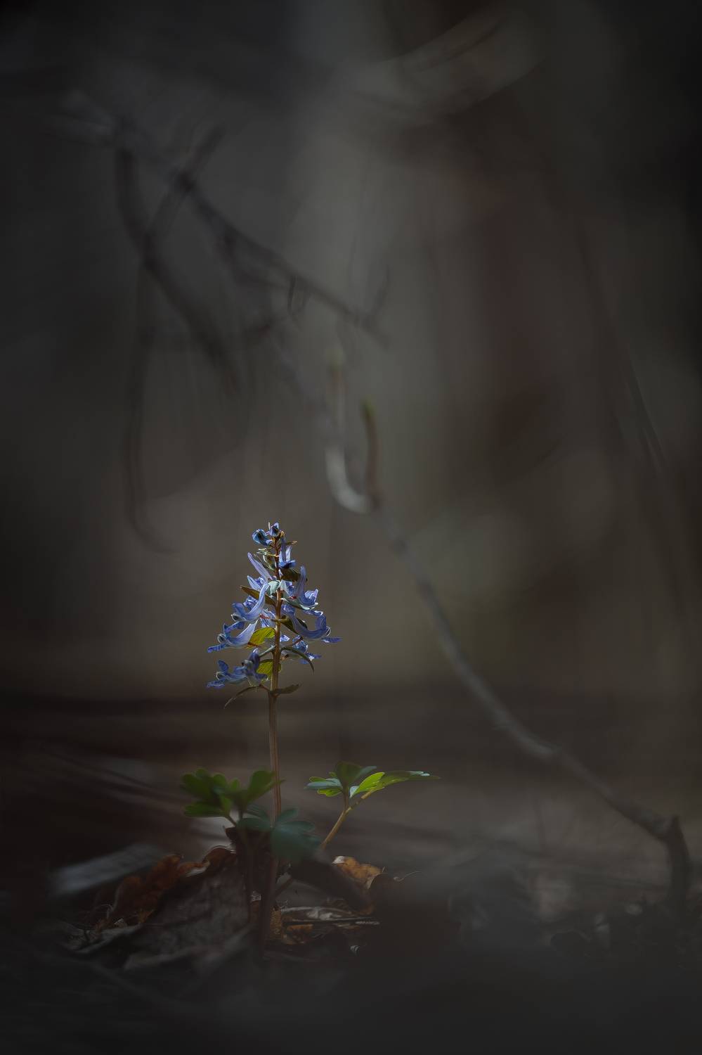 , Кузнецов Дмитрий