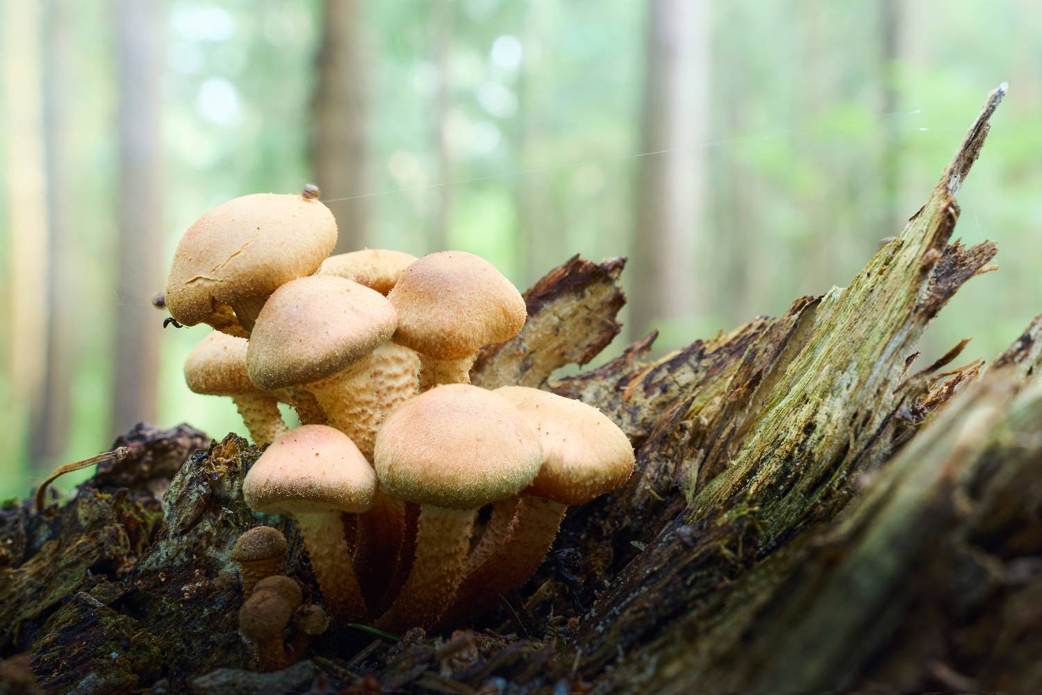 , Валерий Вождаев