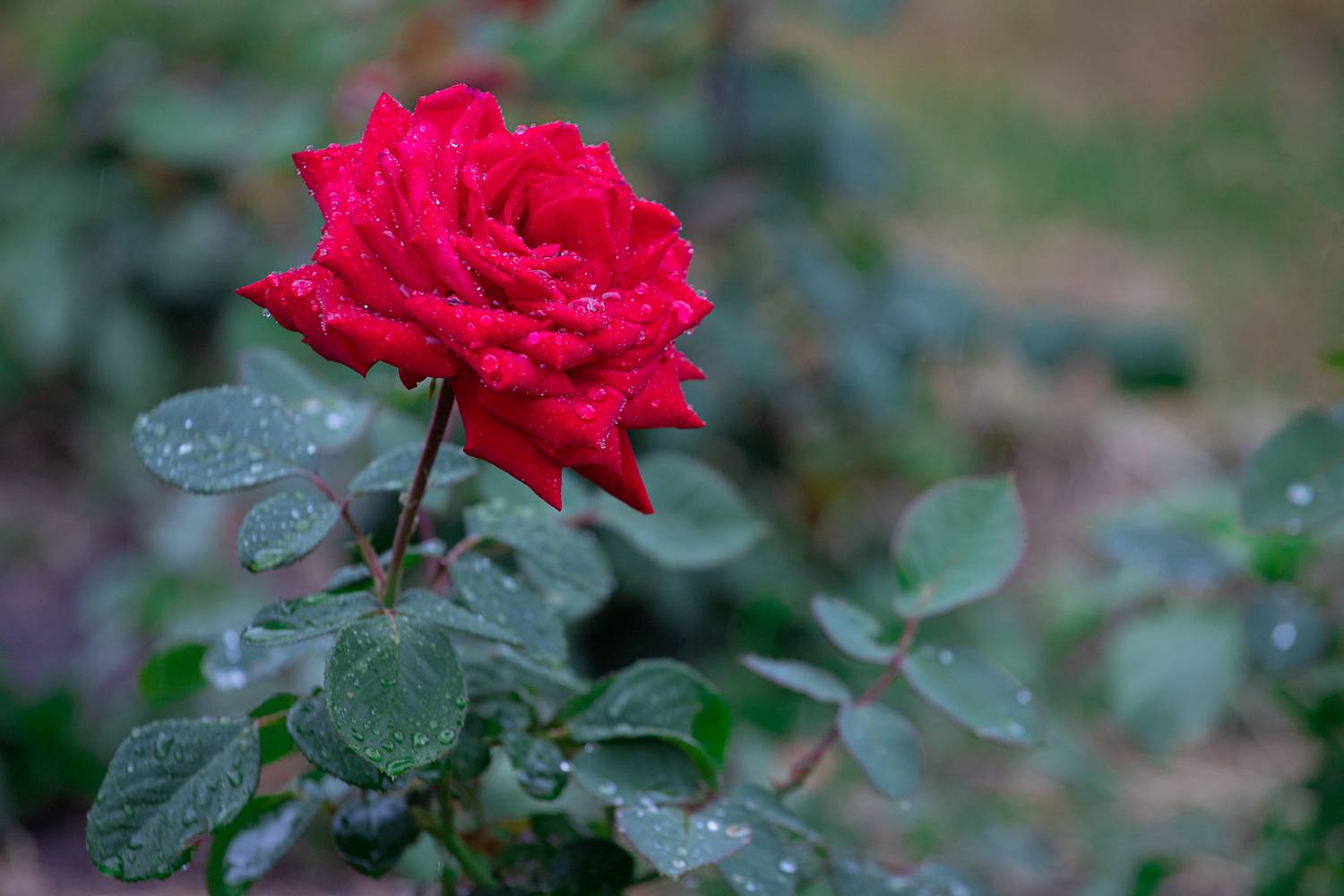 , Чудинин Дмитрий