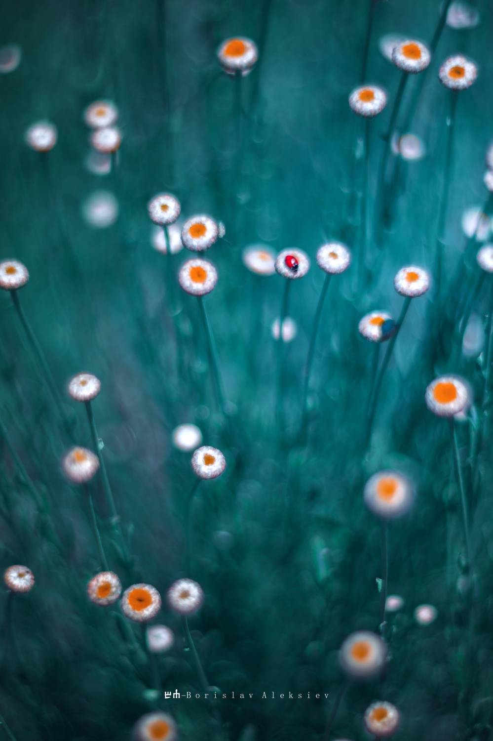 red,light.bokeh,exterior,flower,plant,, Алексиев Борислав