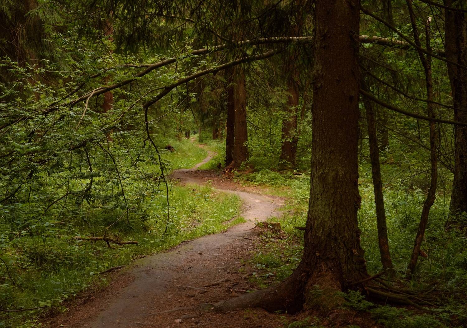 , Студнев Сергей