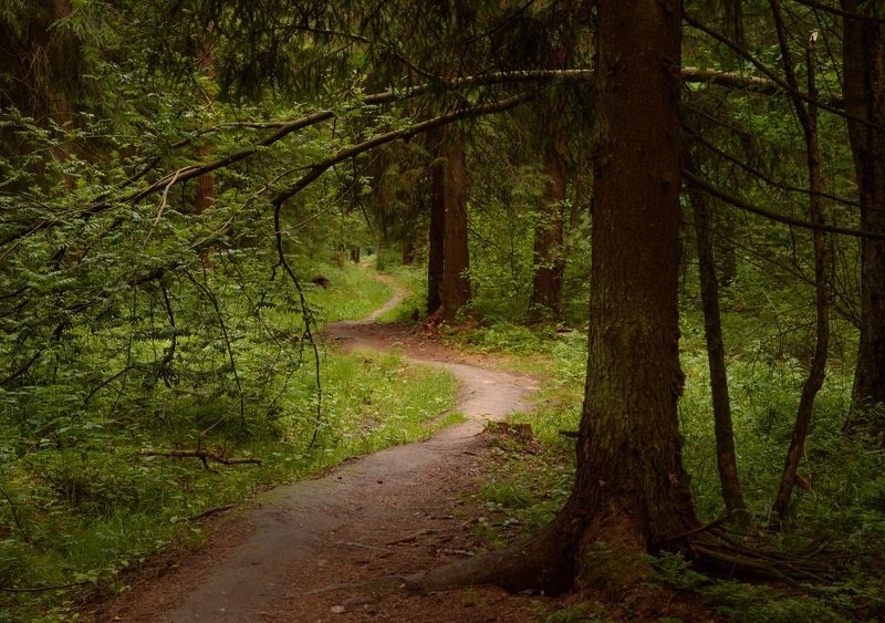 Дорога в лесу фото превью