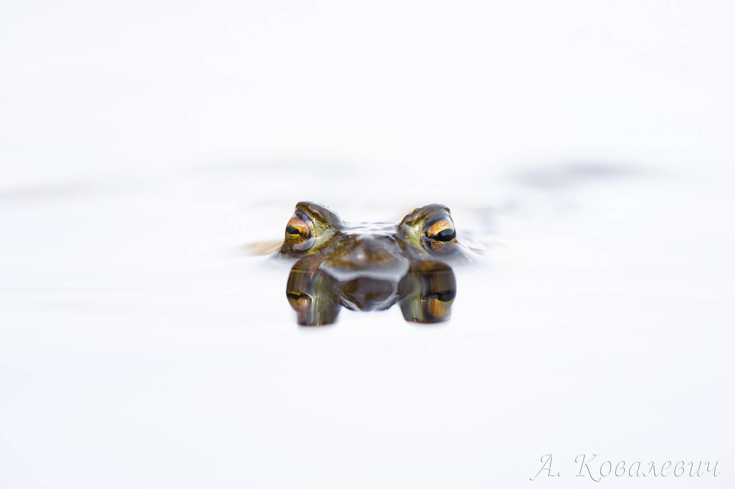 , Ковалевич А.