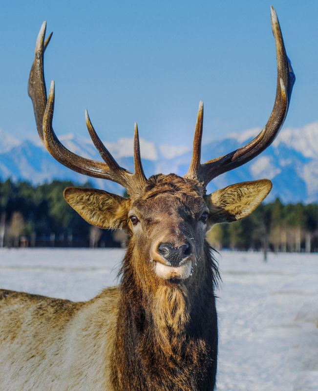 марал,саяны Марал фото превью