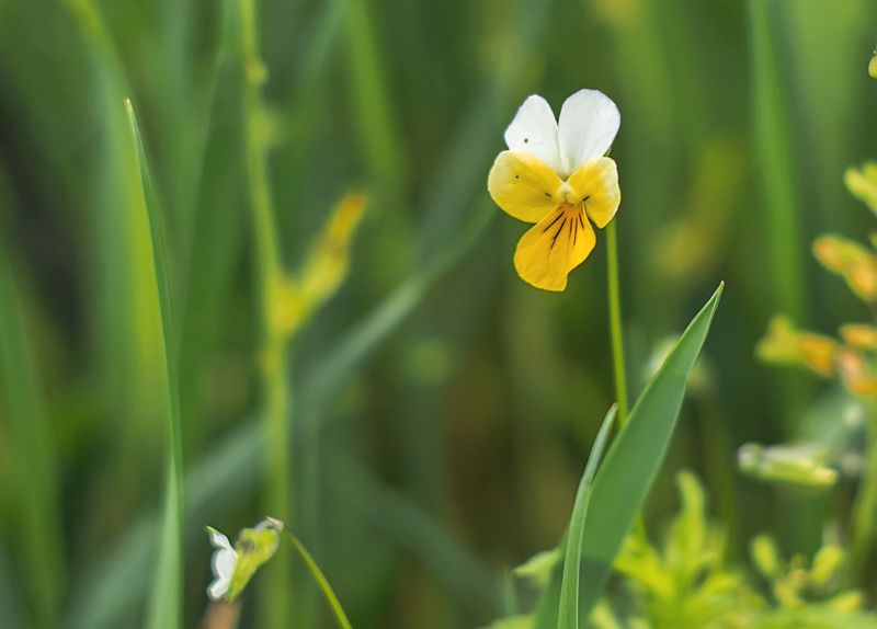 *** фото превью