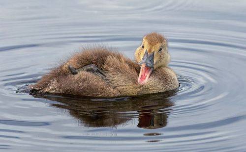 Дрёмушки - позёвушки пришли..