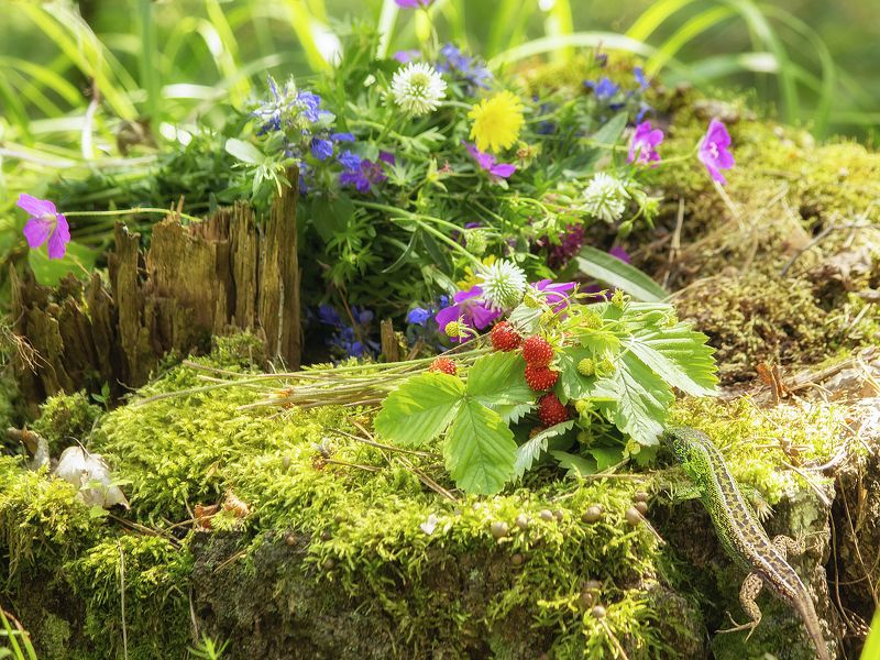 пленэр, натюрморт на пленэре, ягоды. цветы, лес Июнь во всей красе фото превью