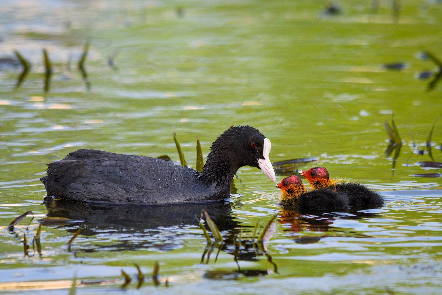 #лысуха, Александр Добыш
