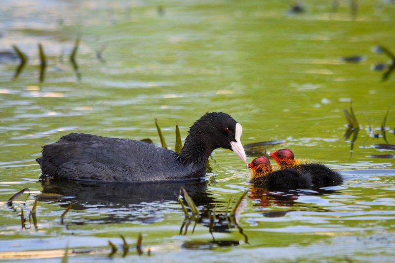 #лысуха Нежность фото превью