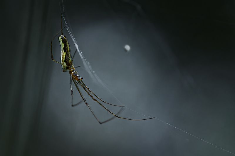 макро, паук, макрофотография, spider, macro Ночной Хозяин Паутины фото превью