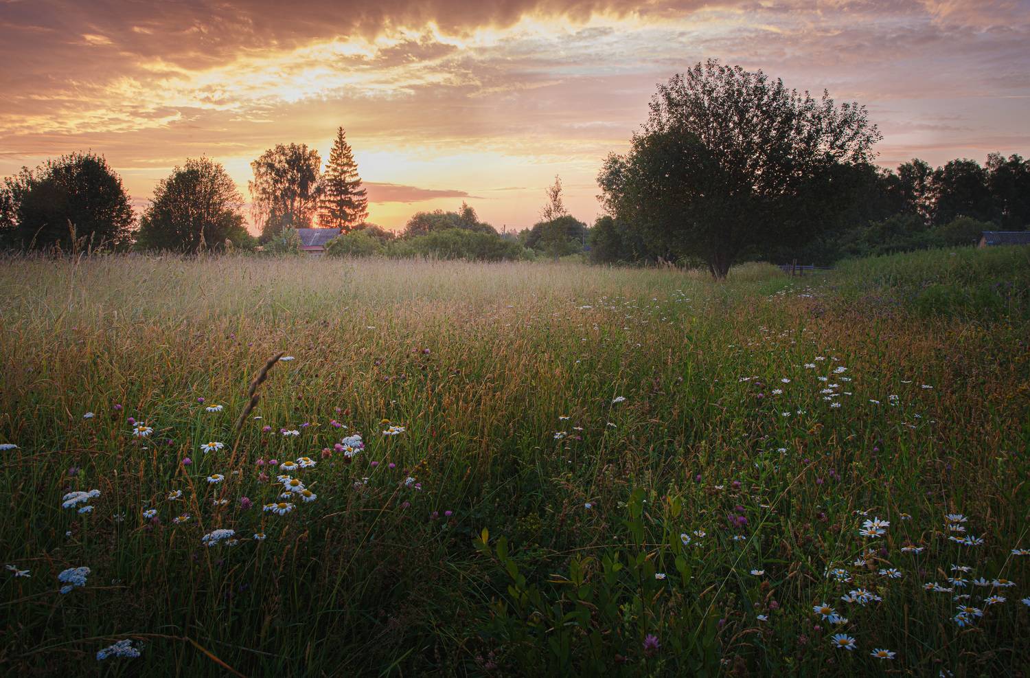 лето июль рассвет ромашки Торбеево, Зеленько Дмитрий