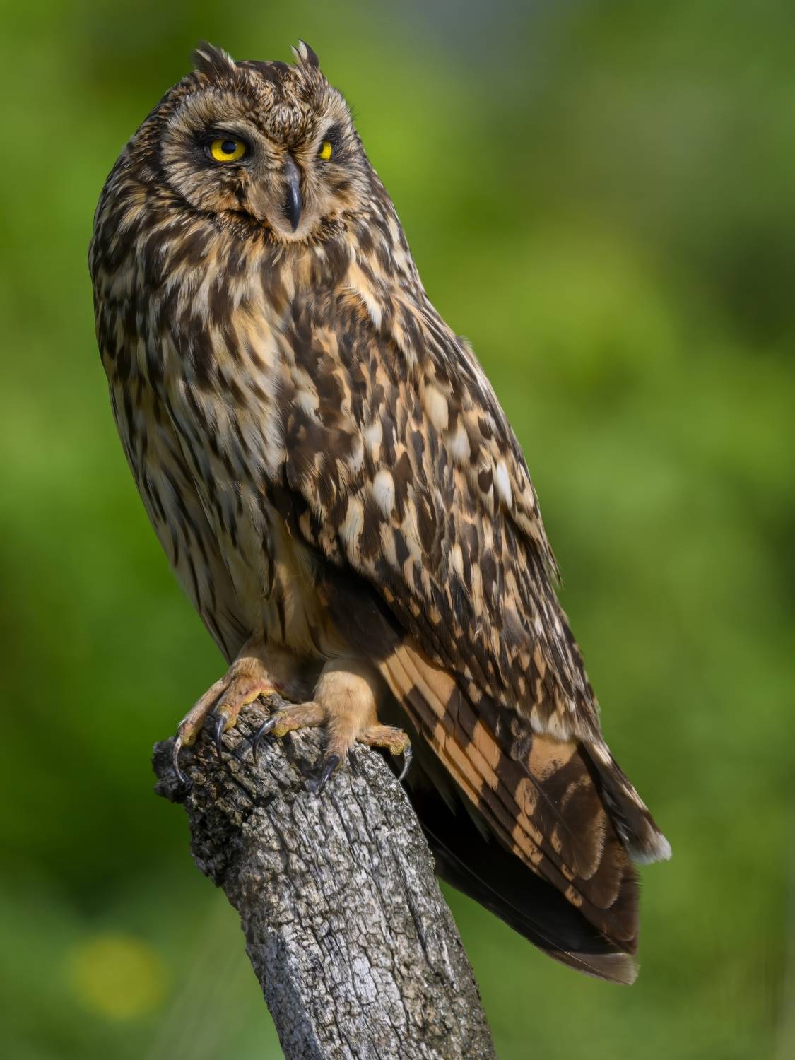 , Пупонин Сергей