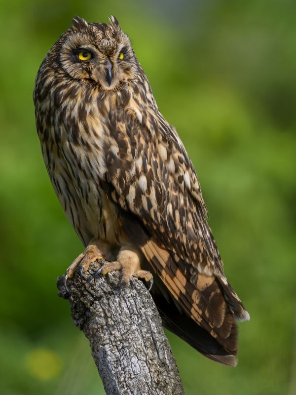 Слеток болотной совы фото превью