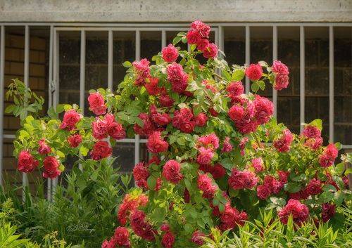 Розовые розы