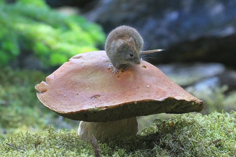 мышь, гриб Мышь грибная фото превью