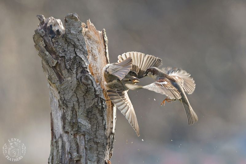 Lens and Feathers фото превью