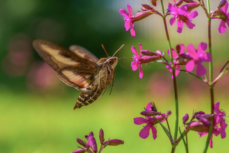 бражник, бабочка, лето, смолка, цветы, колибри Про чудо природы, яркое лето и бабочку-колибри фото превью