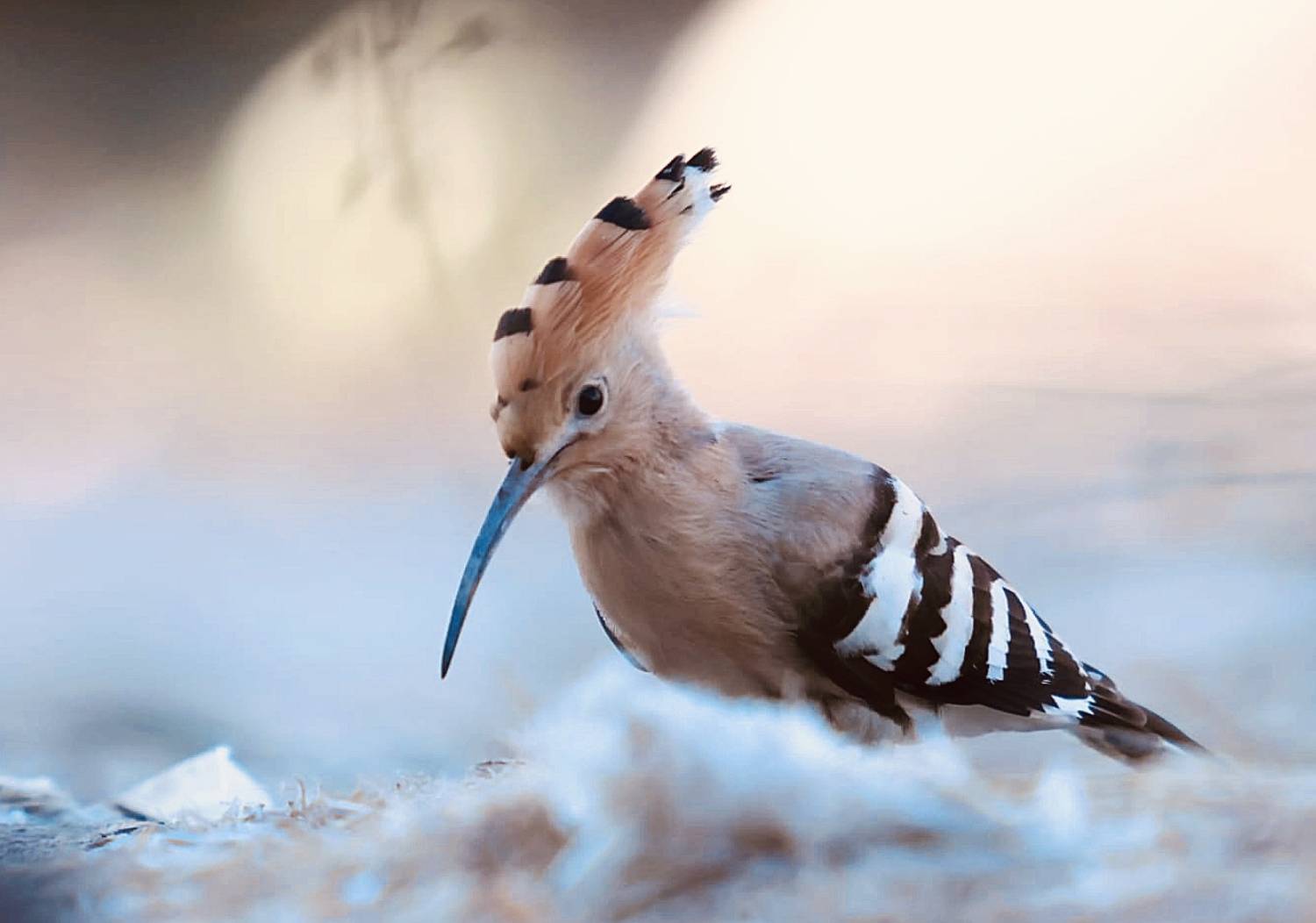 природа турции, Валерий Черняк