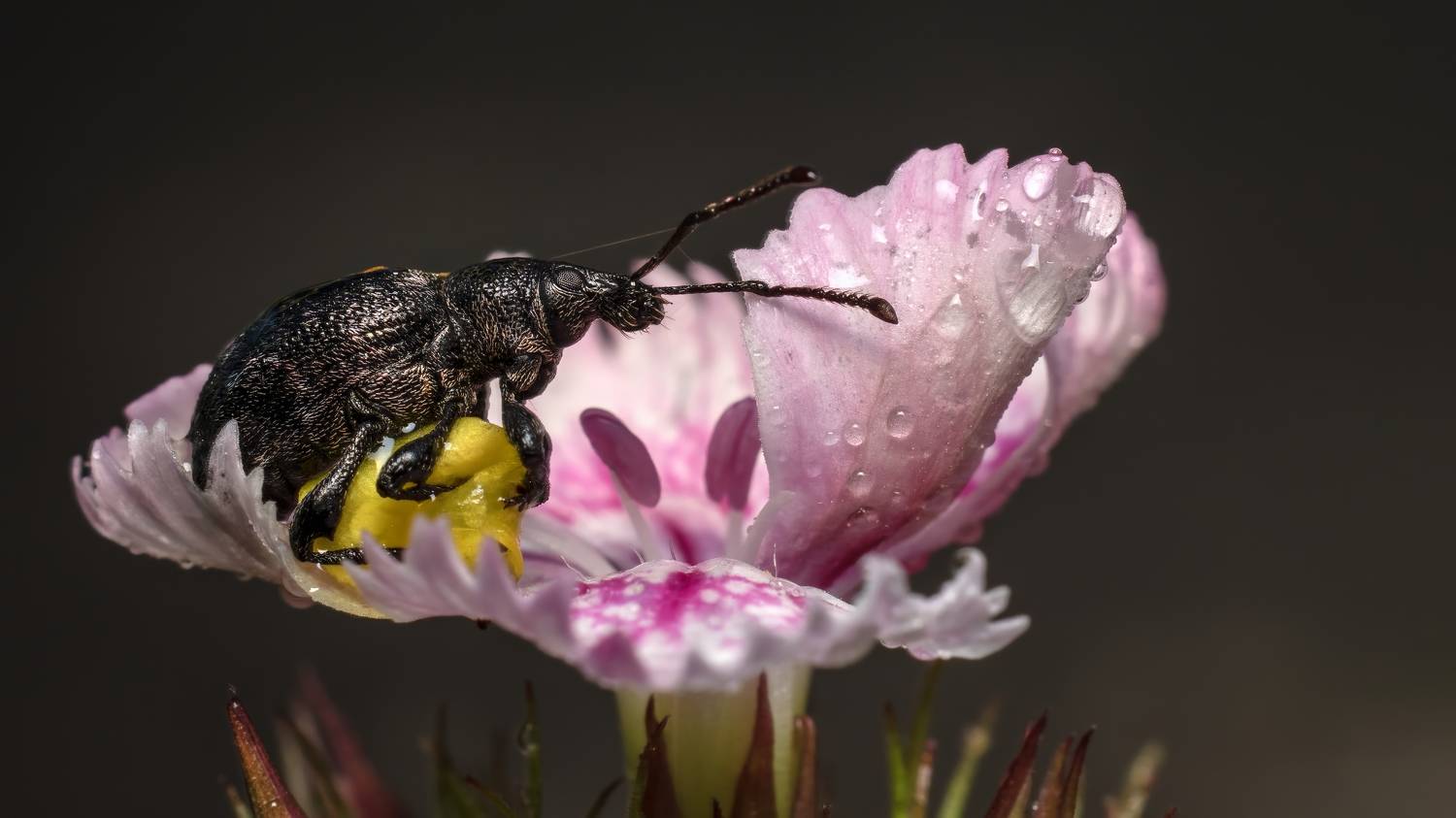 , Людмила Железнова