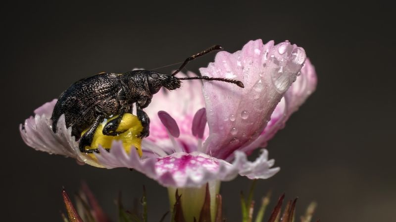 Заснул. фото превью