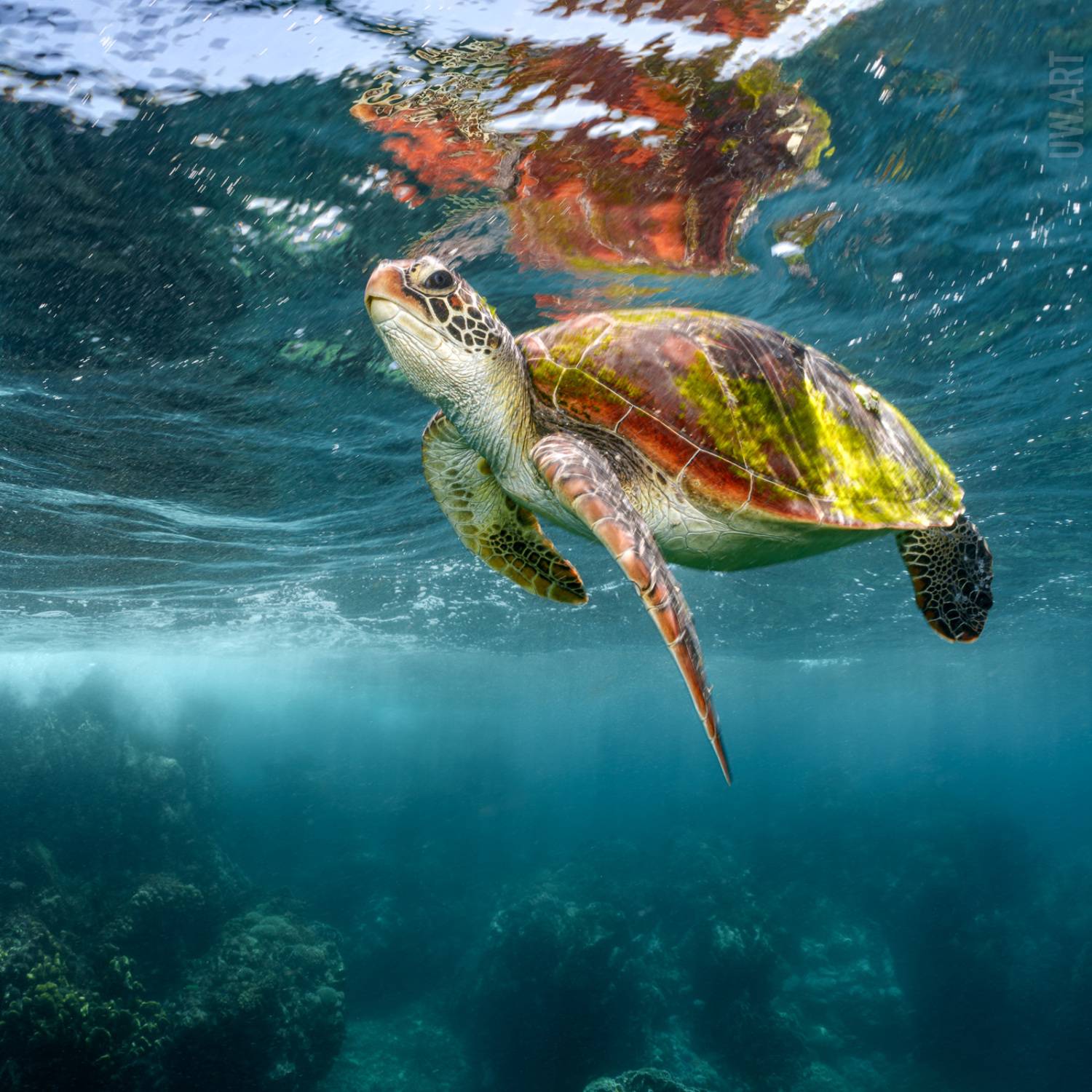 , Савин Андрей