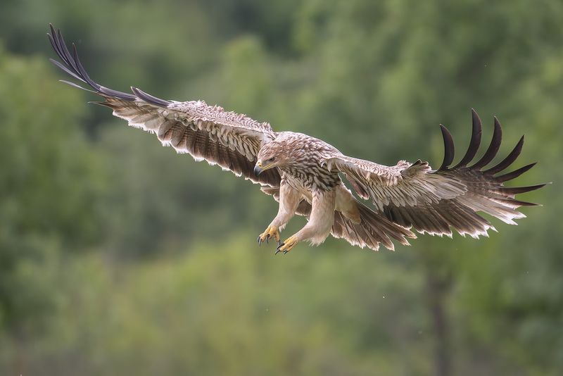 Eastern imperial eagle фото превью