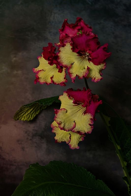 Streptocarpus фото превью