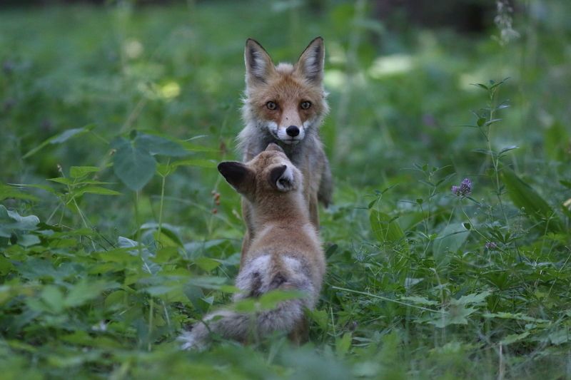 дикая природа, дикие животные, млекопитающие, звери, лиса, анималистика Мама пришла!.. фото превью