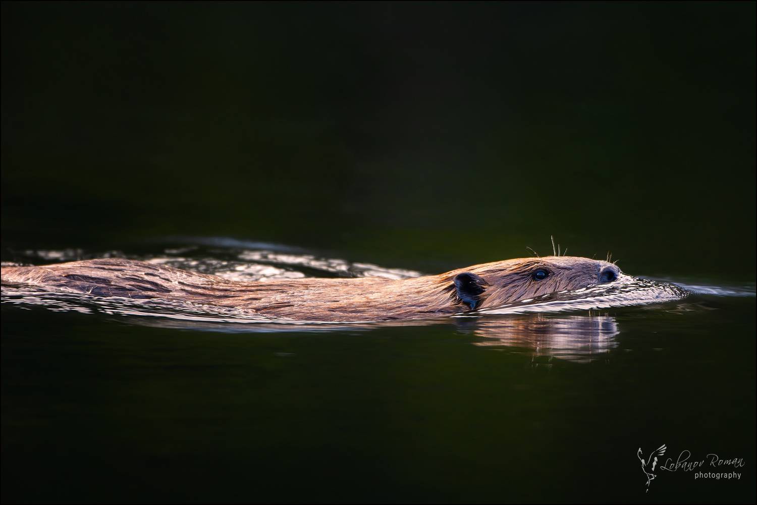 , Лобанов Роман