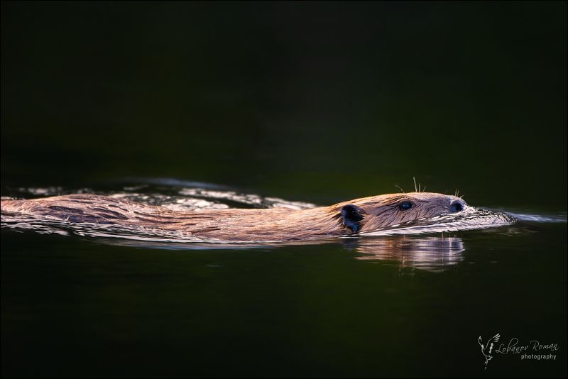 * * * фото превью